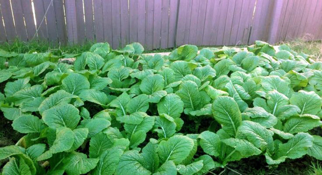 रायोमा कुन कुन तत्वहरु वढी मात्रामा उपलब्ध हुन्छन् ?