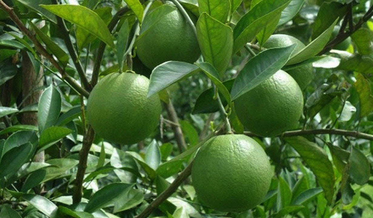 कागती खेती कसरी गर्ने ? जानी राखौं महत्वपूर्ण टिप्सहरु