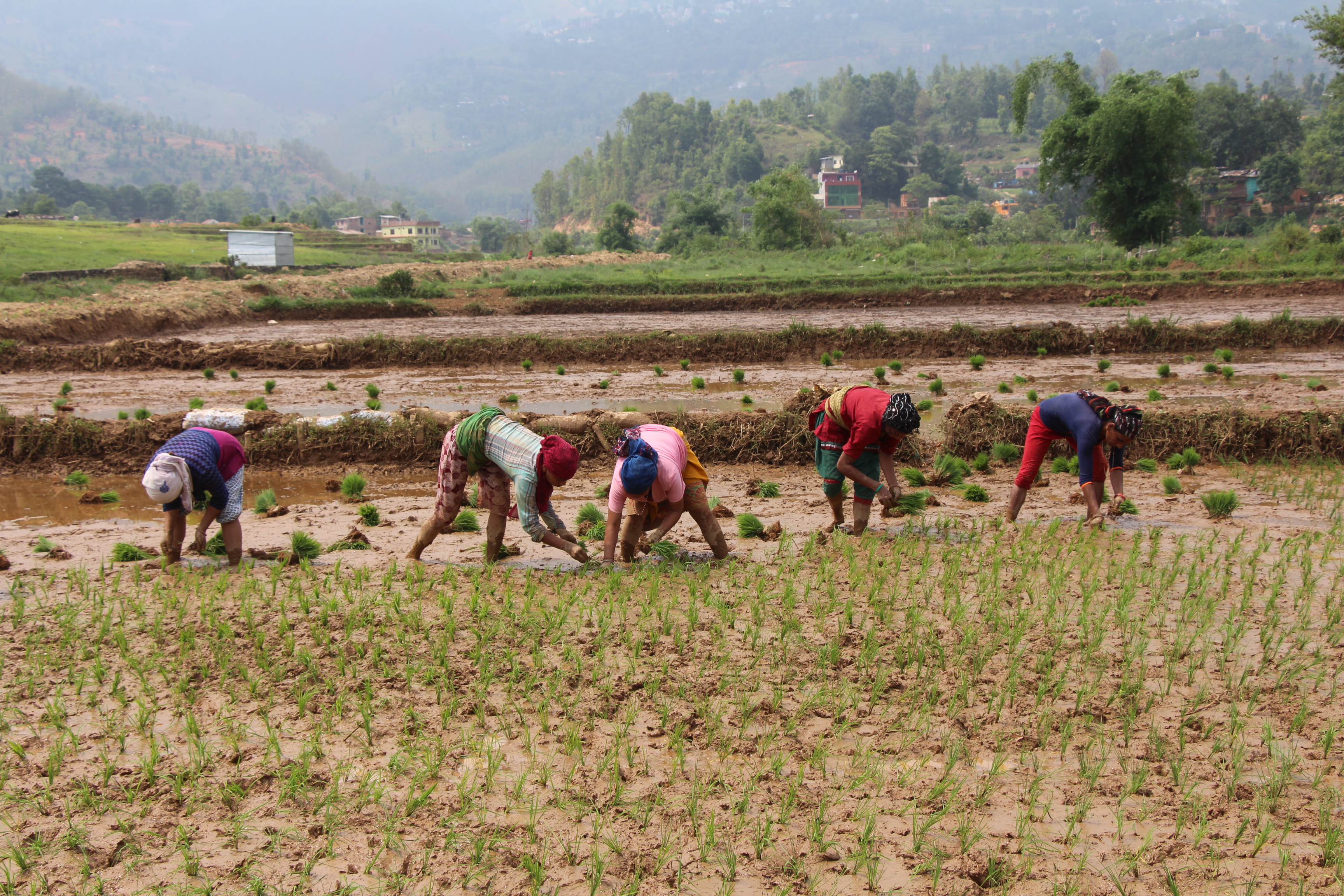 पाल्पामा ८० प्रतिशत रोपाई सम्पन्न