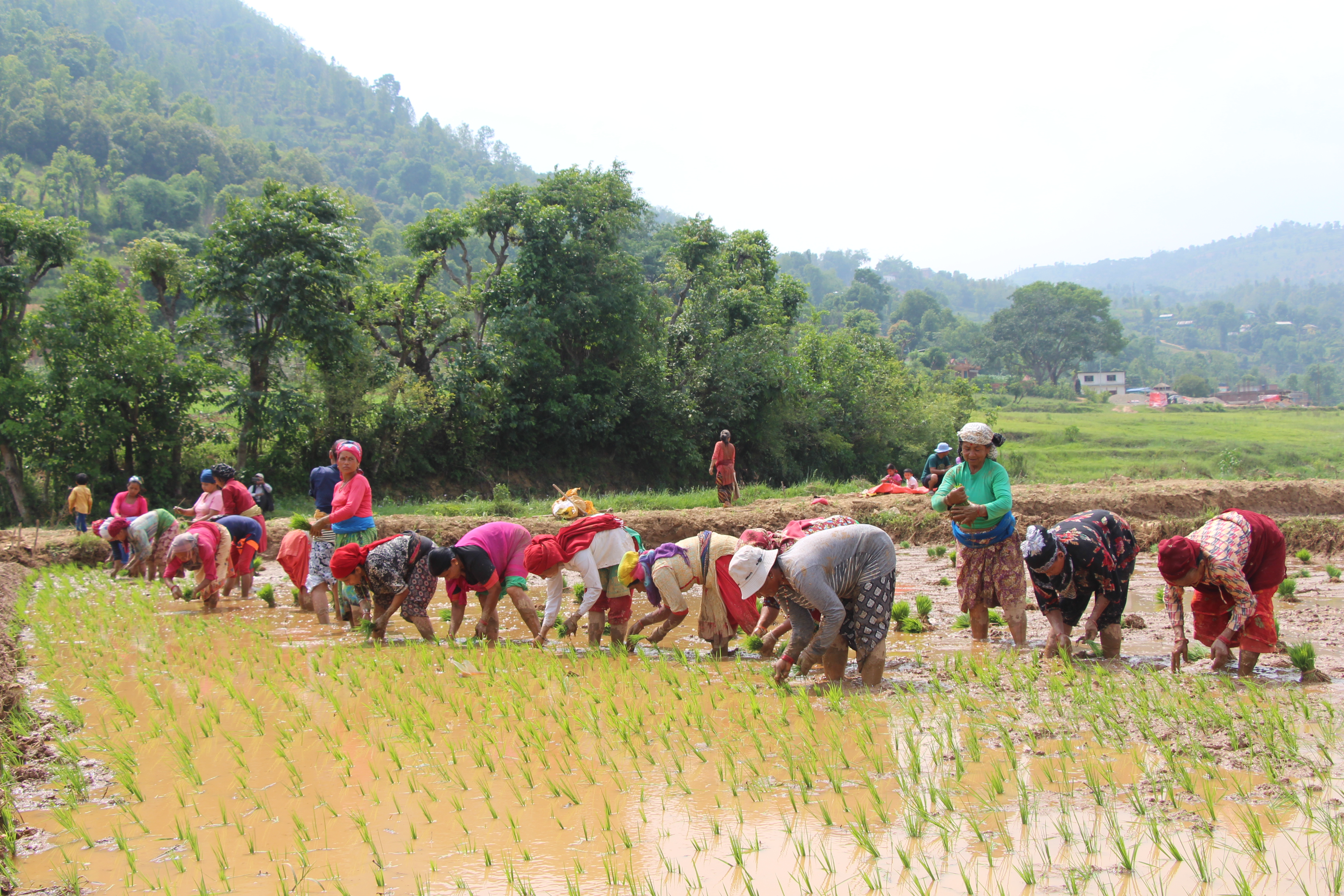 युवा पुस्ता विदेश पलायन, ट्याक्टरले धान रोपाइँ