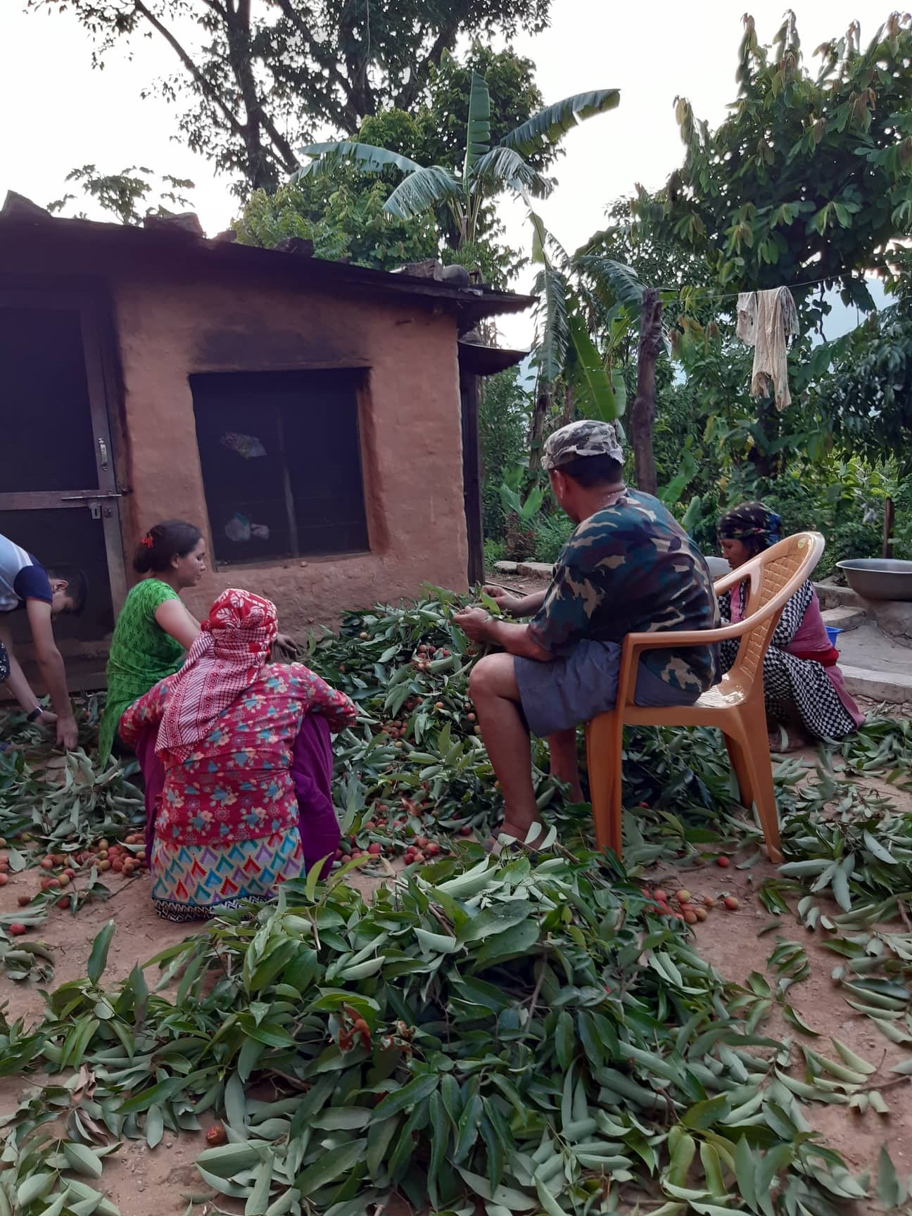 पाल्पा हुँगीको लिची नेपालको सबैभन्दा स्वादिलो, लिचीको माग बढेपछि व्यवसायिक लिची खेतीतर्फ किसानहरु आकर्षित बन्दै