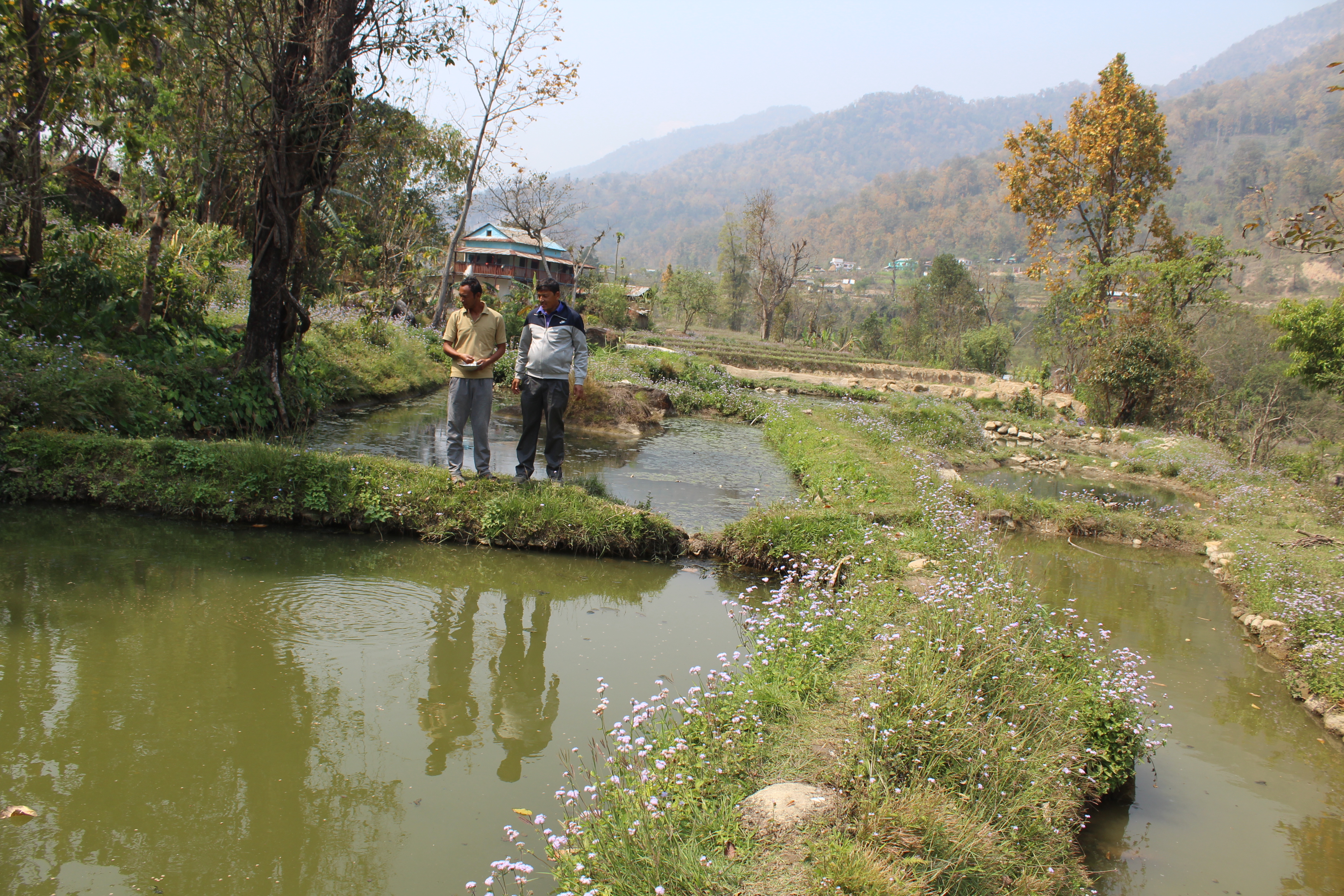तिनाउ गाउँपालिको दोभानका युवा व्यावसायिक माछापालनमा