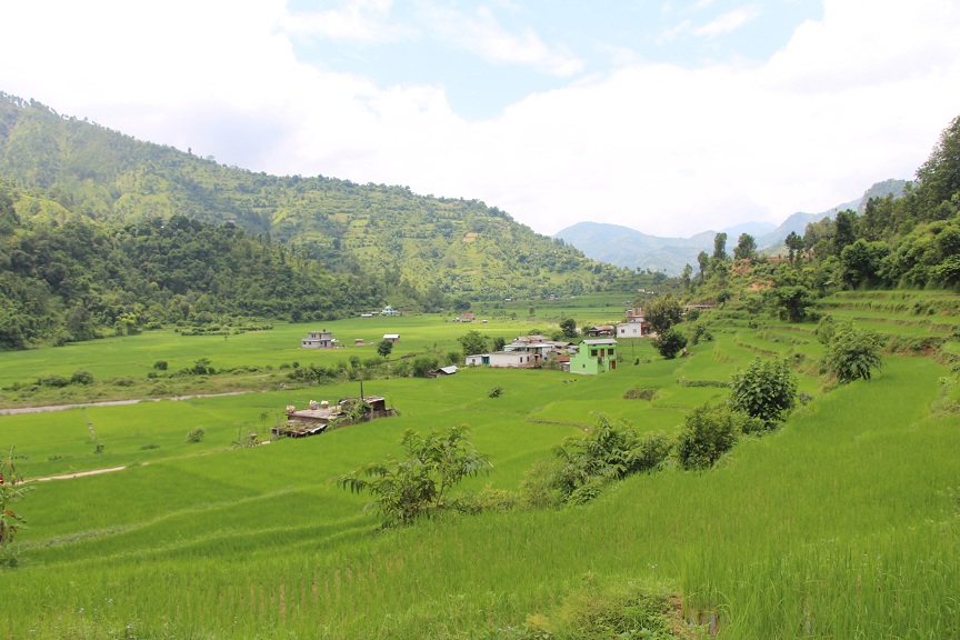 पाल्पामा ९५ प्रतिशत रोपाइँ