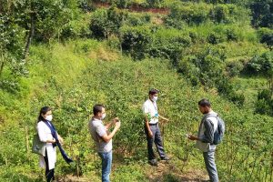 पाल्पामा सात सय रोपनीमा व्यावसायिक अकबरे खुर्सानीको खेती सुरु