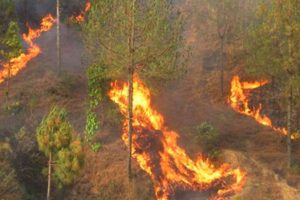 ओखलढुङ्गाको एक जङ्गलमा गए रातिदेखि आगलागी