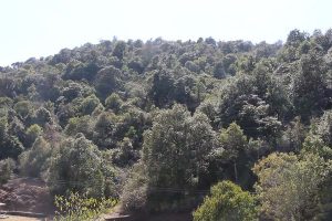 रेसुङ्गामा ढकमक्क लालीगुराँस नफूलेपछि