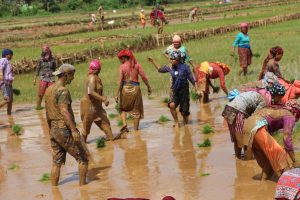 “छुपुमा छुपु हिलोमा धान रोपेर छोडौला”