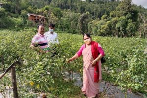 सबैलाई लोभ्याउने ; पाल्पाको मैनादीमा दुई सय रोपनीमा  अकबरे खुर्सानी खेती