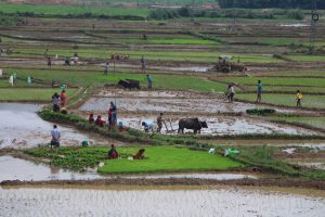 पाल्पामा ७२ प्रतिशत रोपाइँ सम्पन्न