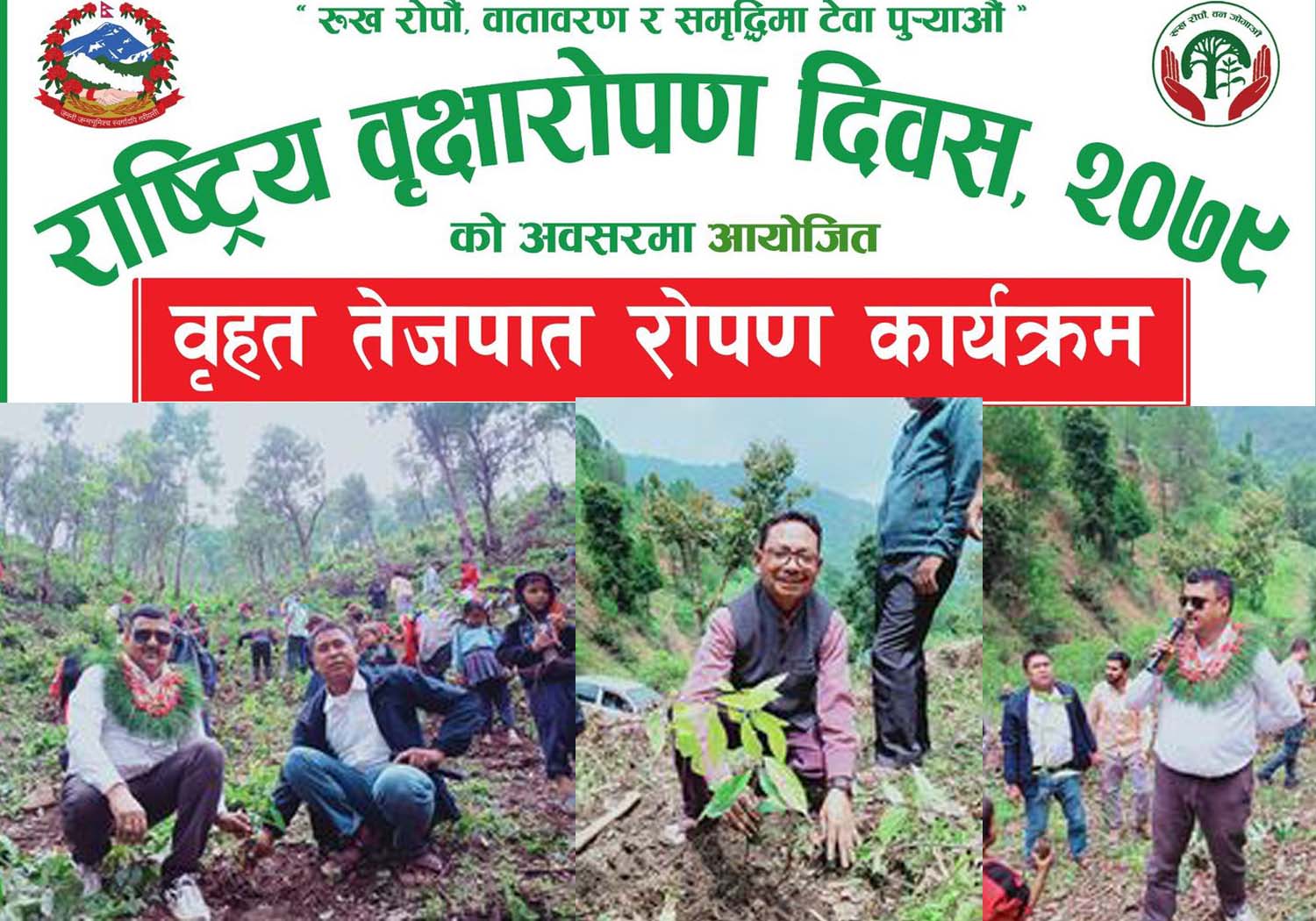 छहराको पाखुरे वनमा ८ हजार दालचिनीका विरुवा रोपियो