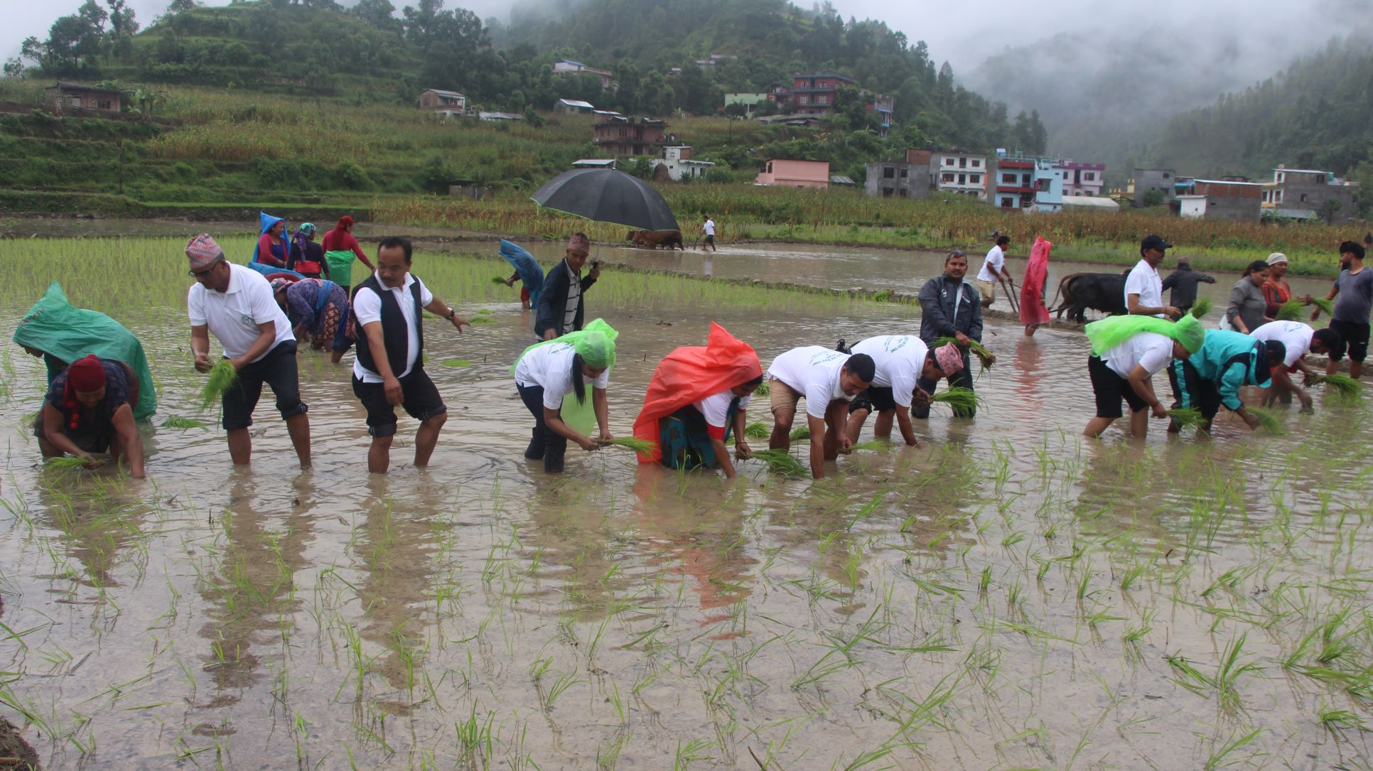 पाल्पामा पनि धान दिवस मनाइयो [तस्वीरसहित]