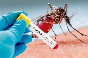 पाल्पामा ७४ जनामा डेंगु संक्रमण