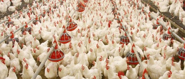 बोइलर कुखुराको मूल्य घट्यो