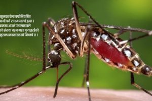 पाल्पामा डेंगुका संक्रमित ८९ पुगे