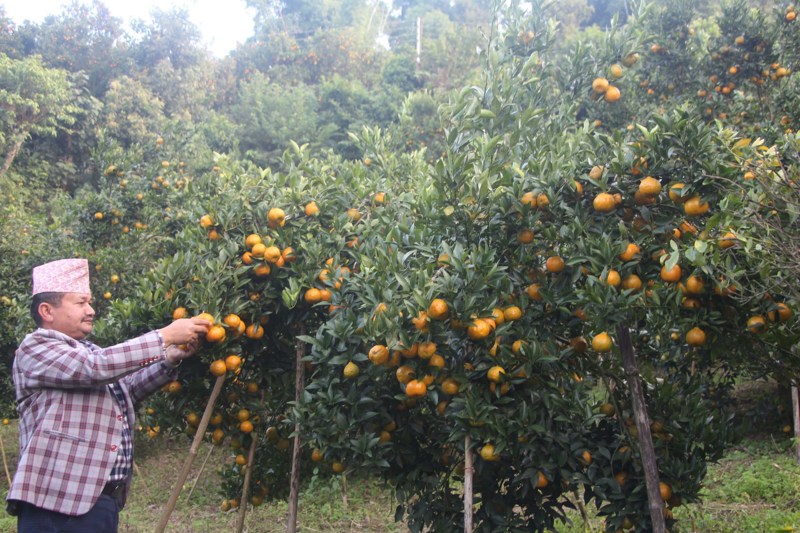 पाल्पाको मैनादीमा भोली ‘प्रथम सुन्तला महोत्सव’ हुदैँ