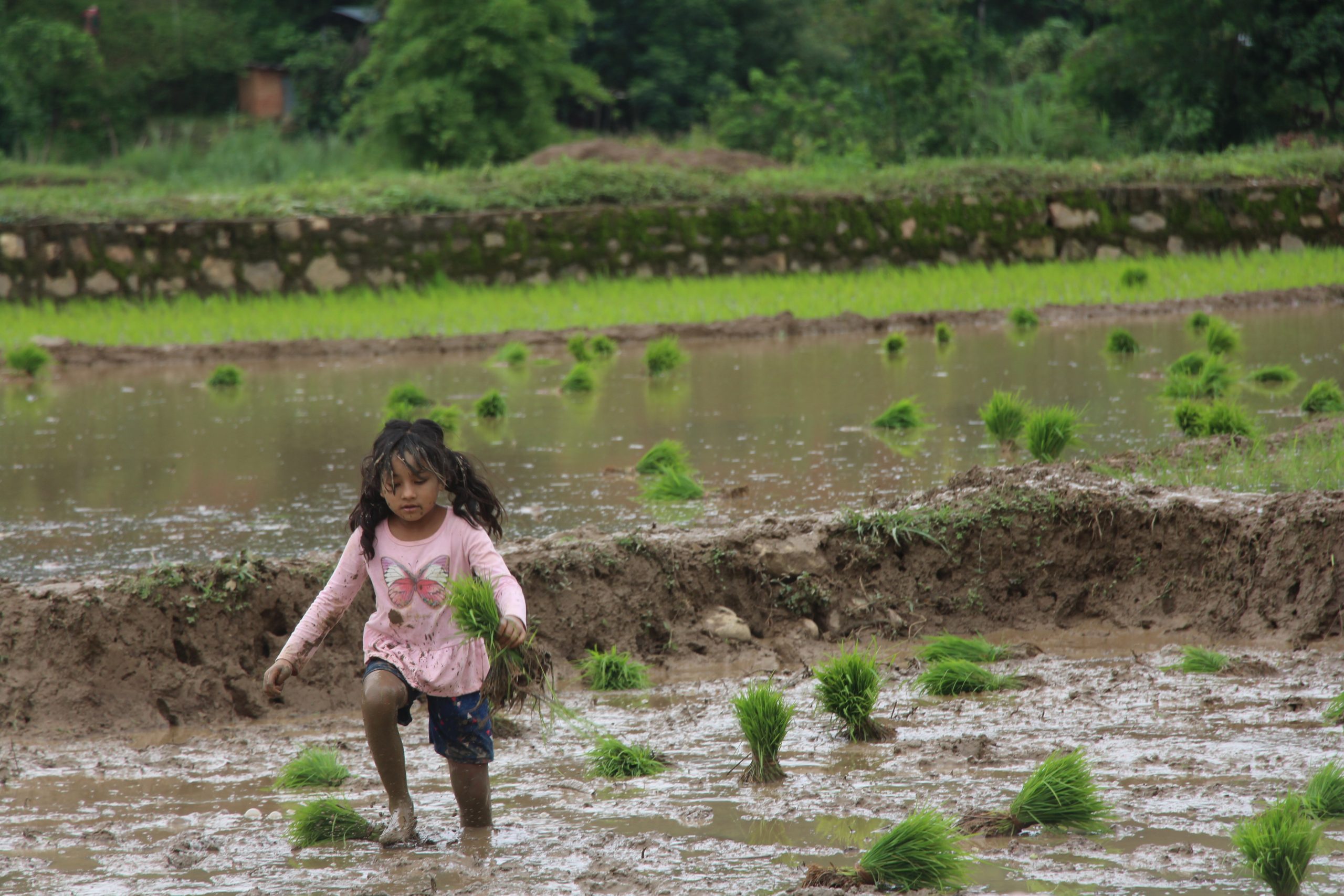 पाल्पामा जम्मा ९ प्रतिशत रोपाइँ सम्पन्न