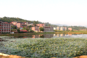 कमल पोखरीमा ढकमक्क फूले कमल