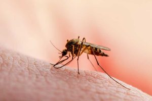 पाल्पामा ३९९ जनामा डेंगु संक्रमण पुष्टि