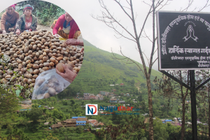 किवीबाट आम्दानी गर्दै ढोलीमाराका किसान