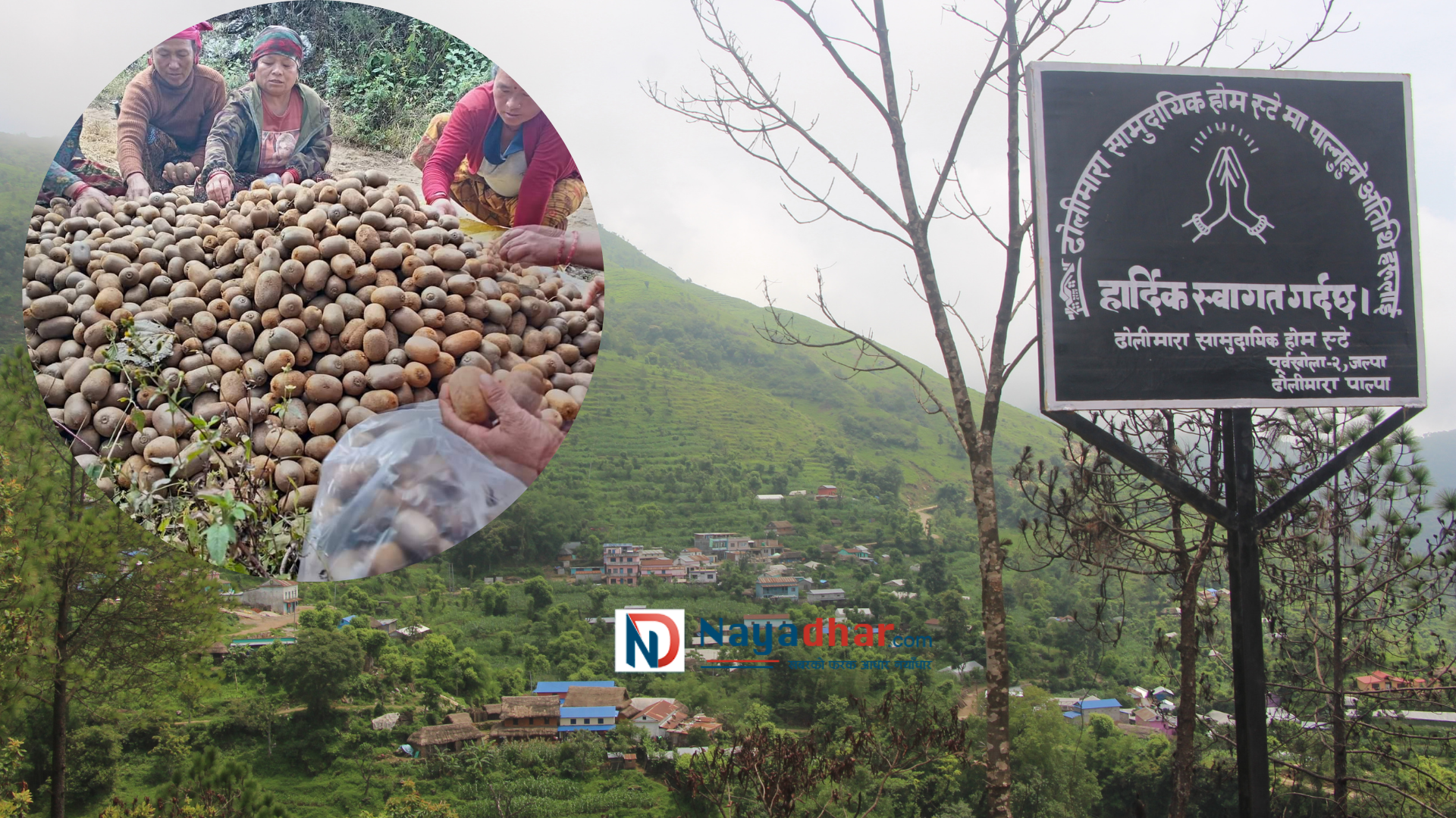 किवीबाट आम्दानी गर्दै ढोलीमाराका किसान