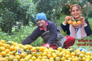 ‘सुन्तला महोत्सवले ल्याएको छ किसानमा हर्ष’