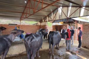 बगनासकाली सहकारीको सहयोगमा : भैँसीपालनले  सहकारीका सदस्य किसानहरुको जीवनस्तर उकास्दै