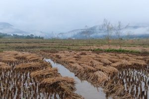 भित्र्याउने बेलाको धान खेतमै डुब्यो, उम्रिने चिन्तामा किसान
