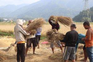 पाल्पामा बेमौसमी वर्षाले तीन प्रतिशत धानबालीमा क्षति