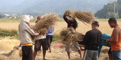 पाल्पामा बेमौसमी वर्षाले तीन प्रतिशत धानबालीमा क्षति
