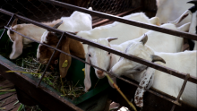 निस्दी गाउँलिकाबाट सात करोड बढीको खसीबोका निर्यात