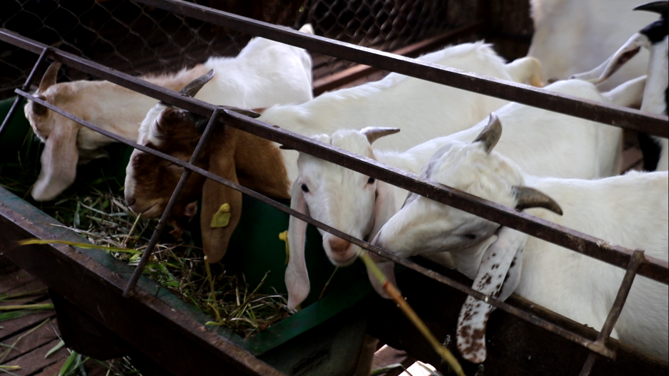 निस्दी गाउँलिकाबाट सात करोड बढीको खसीबोका निर्यात